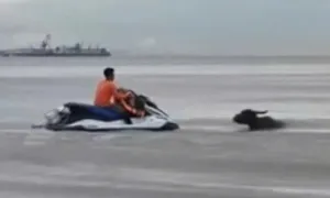 Giải cứu đàn trâu trôi dạt trên biển Cửa Lò Giải cứu đàn trâu trôi dạt trên biển Cửa Lò