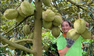 Rau quả Việt bứt phá trở lại ở thị trường Trung Quốc Rau quả Việt bứt phá trở lại ở thị trường Trung Quốc
