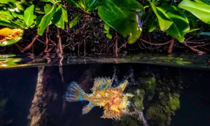 Cá nào sống dưới biển nhưng không bơi?